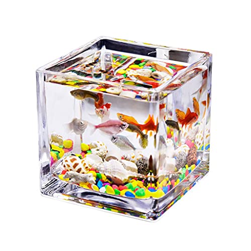 Best Betta Fish Tanks