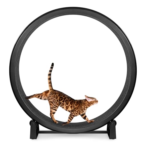Best Cat Exercise Wheel