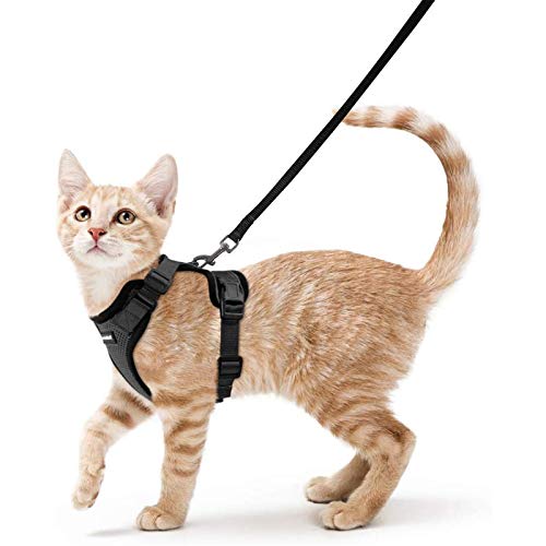 Best Cat Harness
