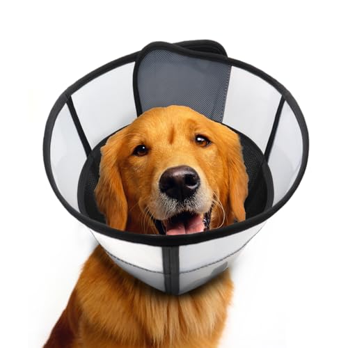 Best Dog Cones