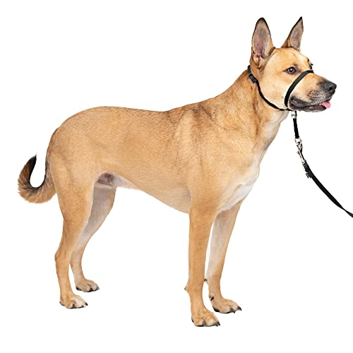 Best Dog Head Halters