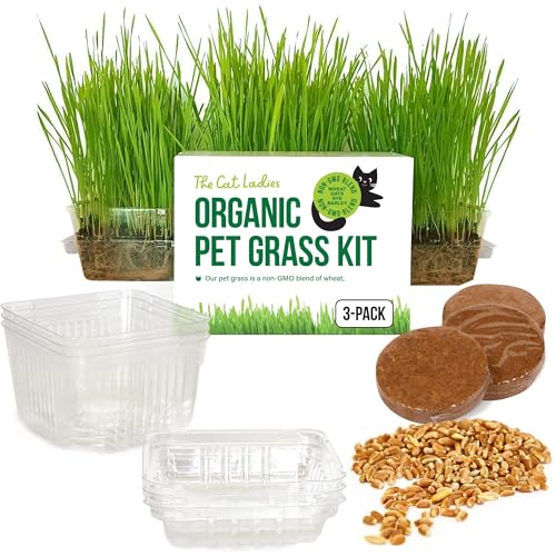 Best Grass for Cats