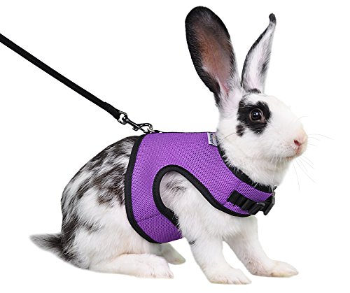 Best Rabbit Harness